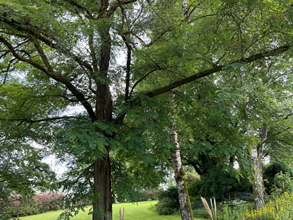 Matrimonio - Flonheim - Blick auf die Trauwiese mit altem Baumbestand. - Eventlocation-Falkenstein