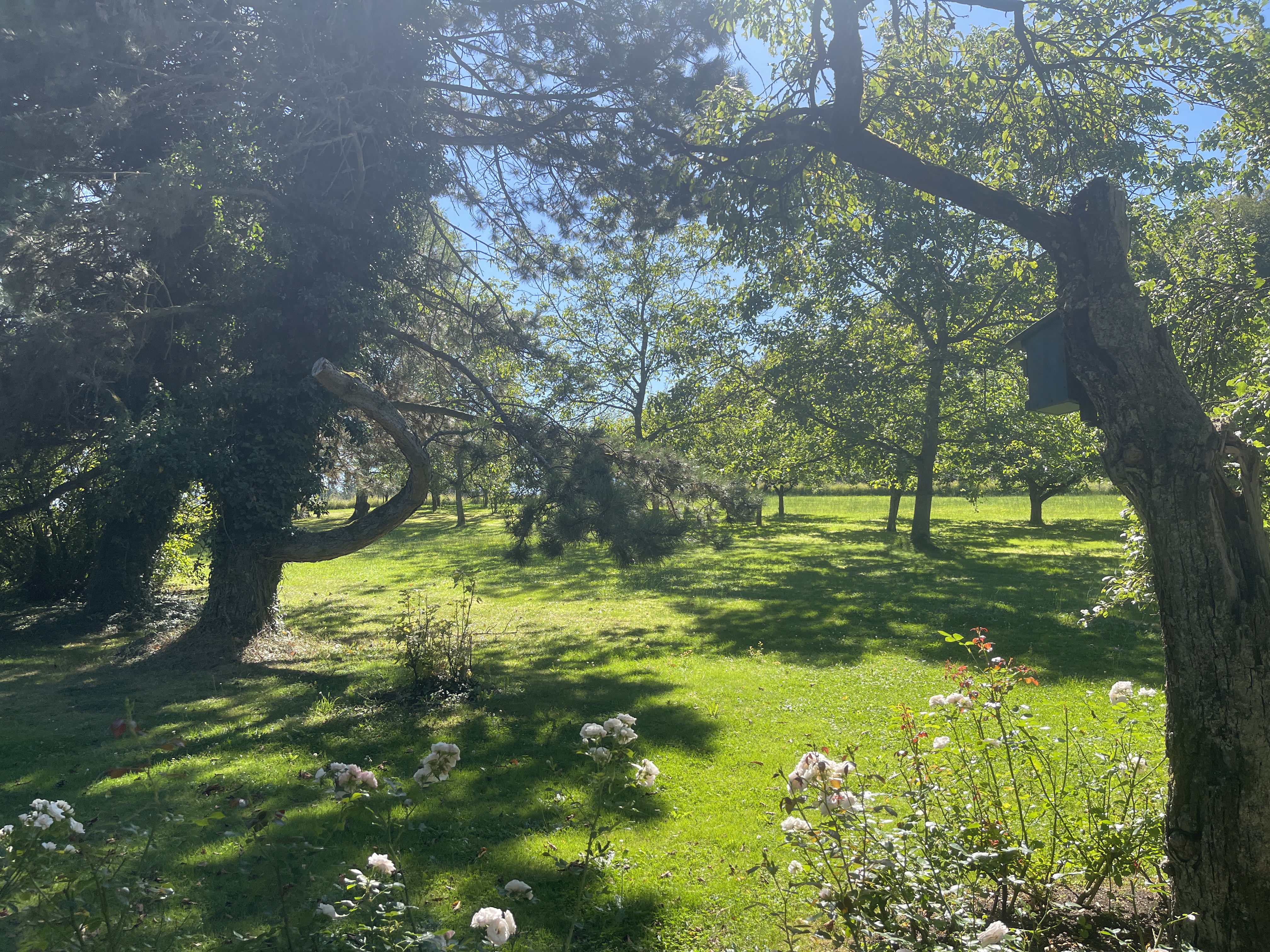 Hochzeit: Wiese - Eventlocation-Falkenstein