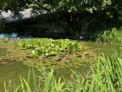 Matrimonio - Flonheim - Teich - Eventlocation-Falkenstein