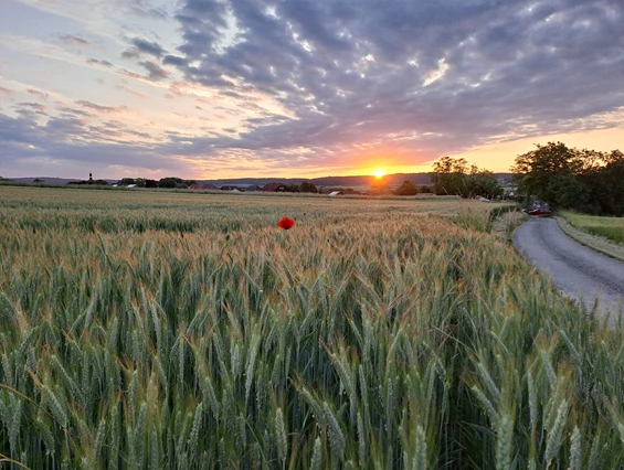 Hochzeitslocation: Der Sommer im Weinviertel. - Quartier35