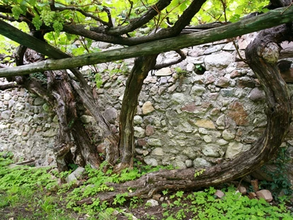 Hochzeit - Nals - Unsere älteste und größte Rebe der Welt - Hochzeitslocation Castel Katzenzungen
