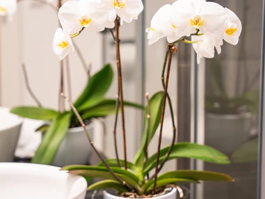 Hochzeitslocation: Neu renovierte Badezimmer in der Kat. Schloss - Hotel Wesenufer