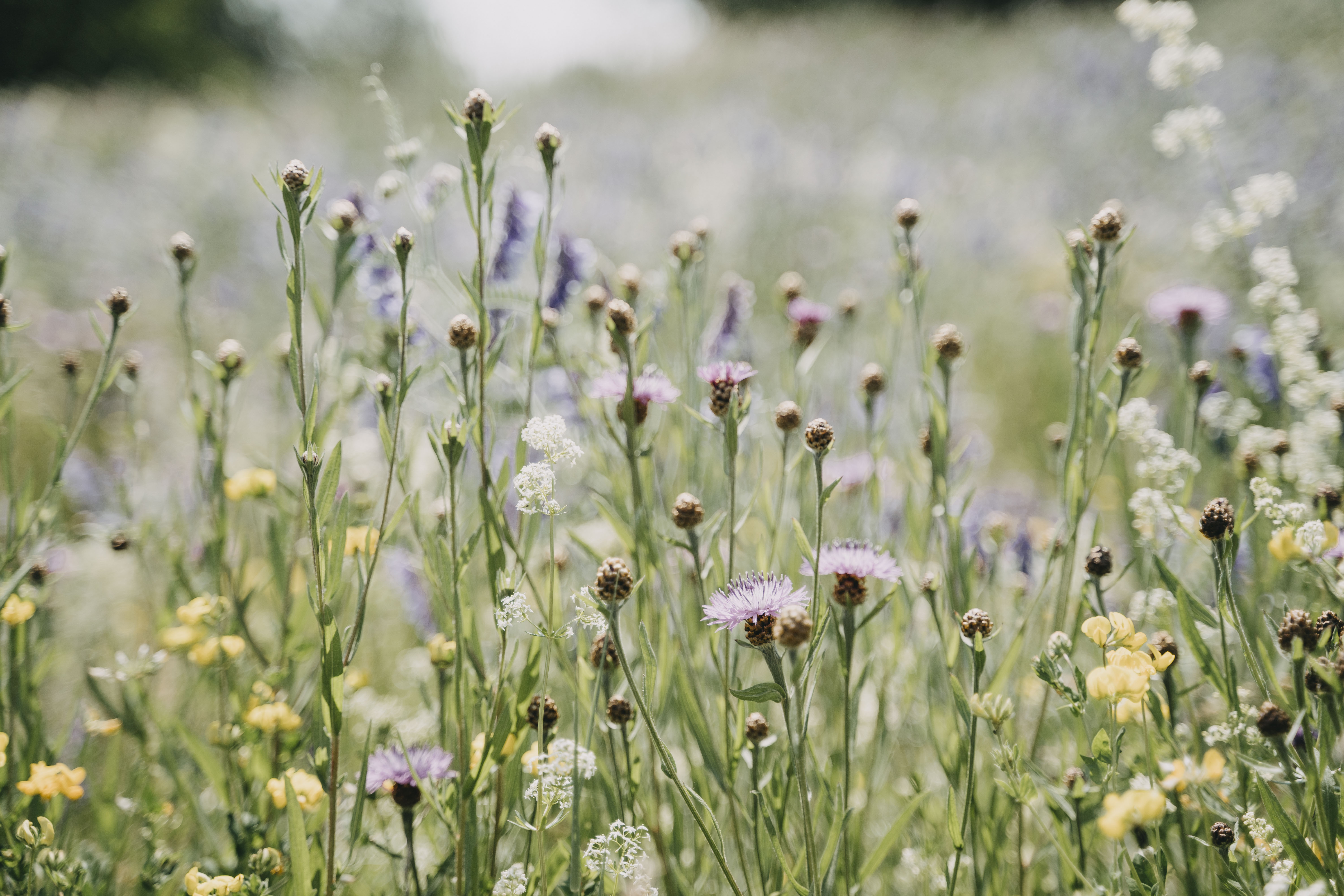 Mariage - Berlin - The Cottage Tea Room Berlin
