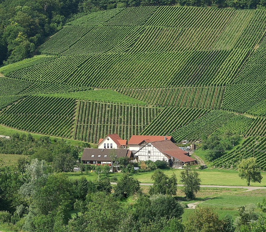 Mariage - Hochzeits-Stil: Boho - Allemagne - Weingut Keil