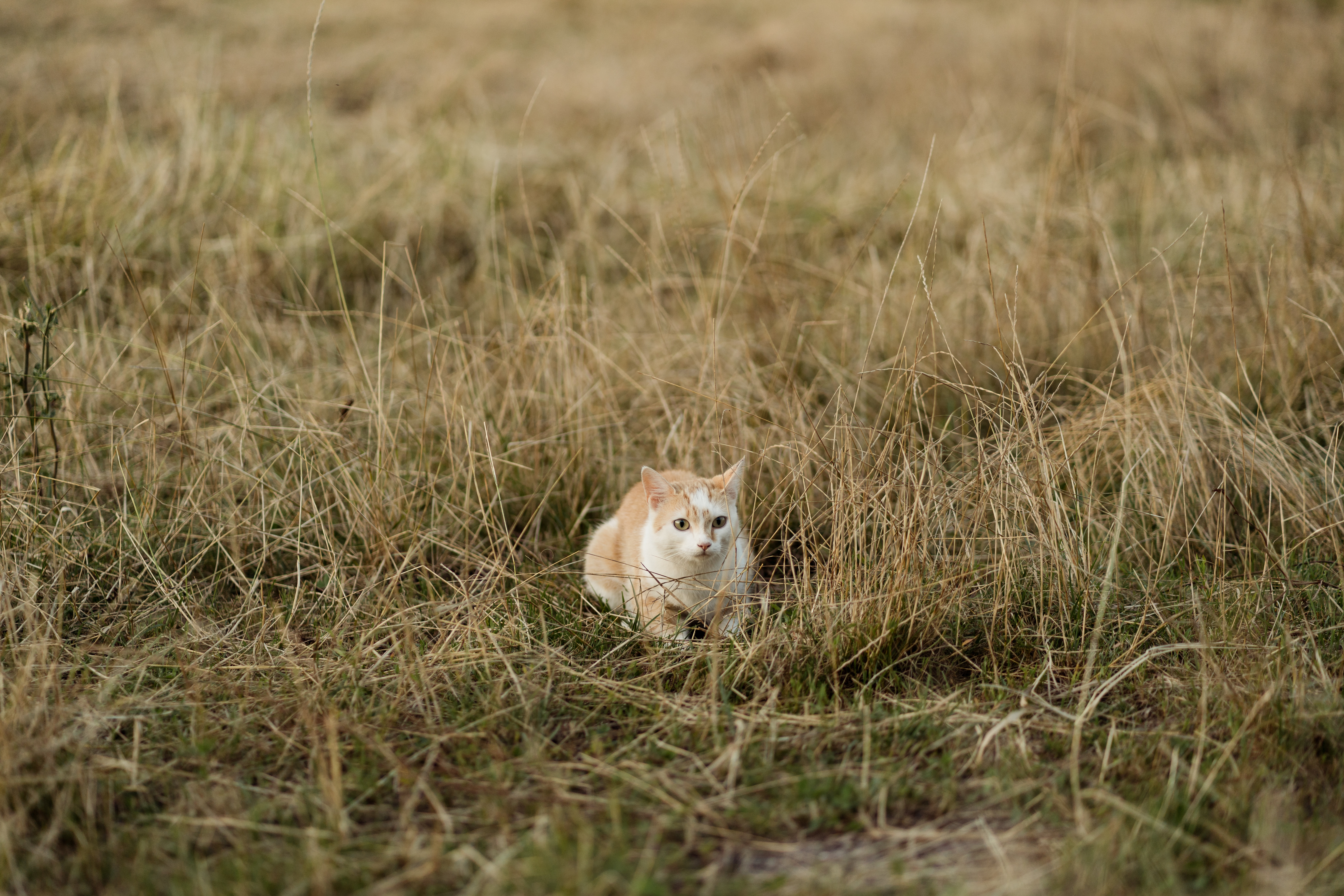 Hochzeit: Heiraten inmitten der Natur - Scheuelberghof