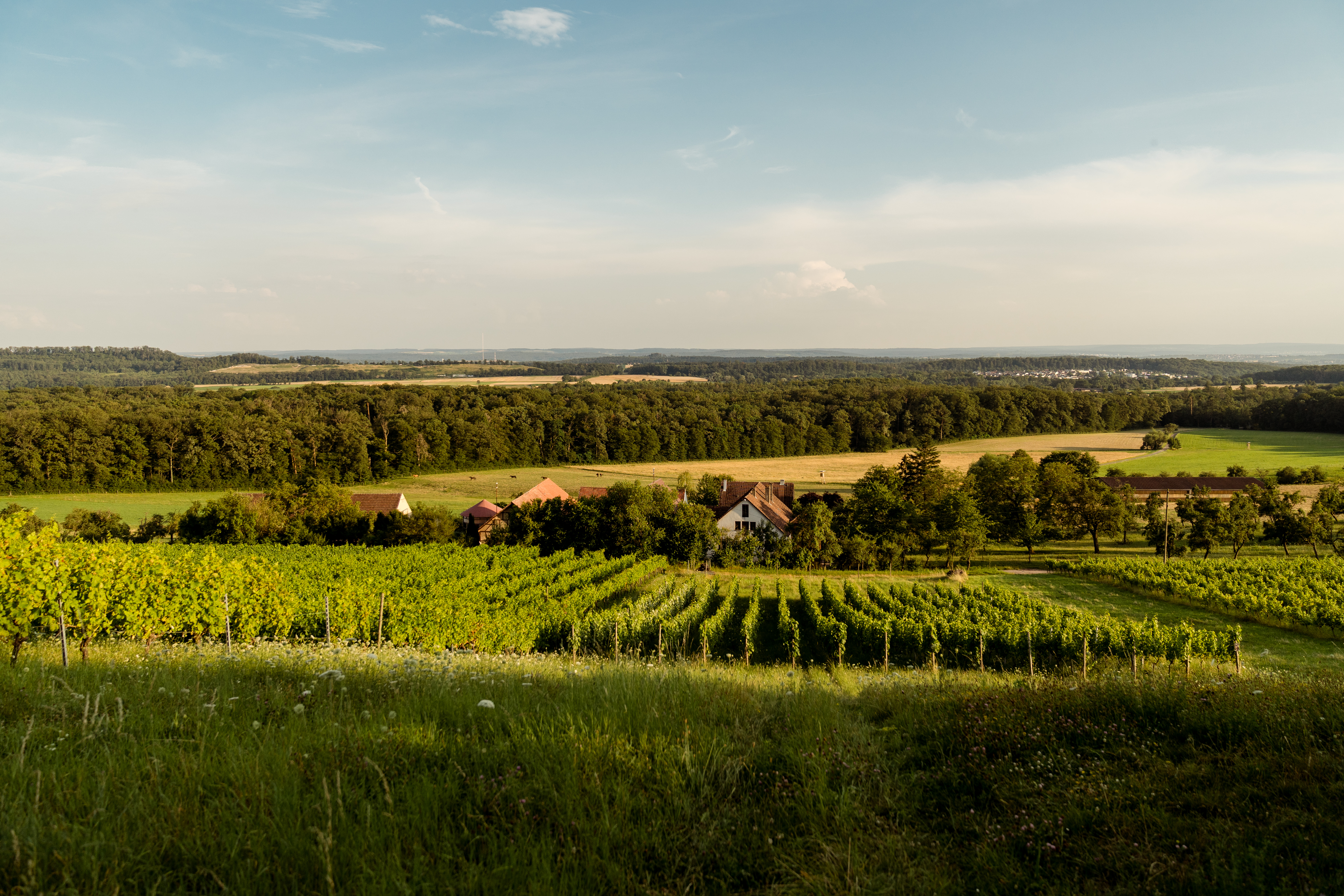 Hochzeit: Heiraten inmitten der Weinberge - Scheuelberghof