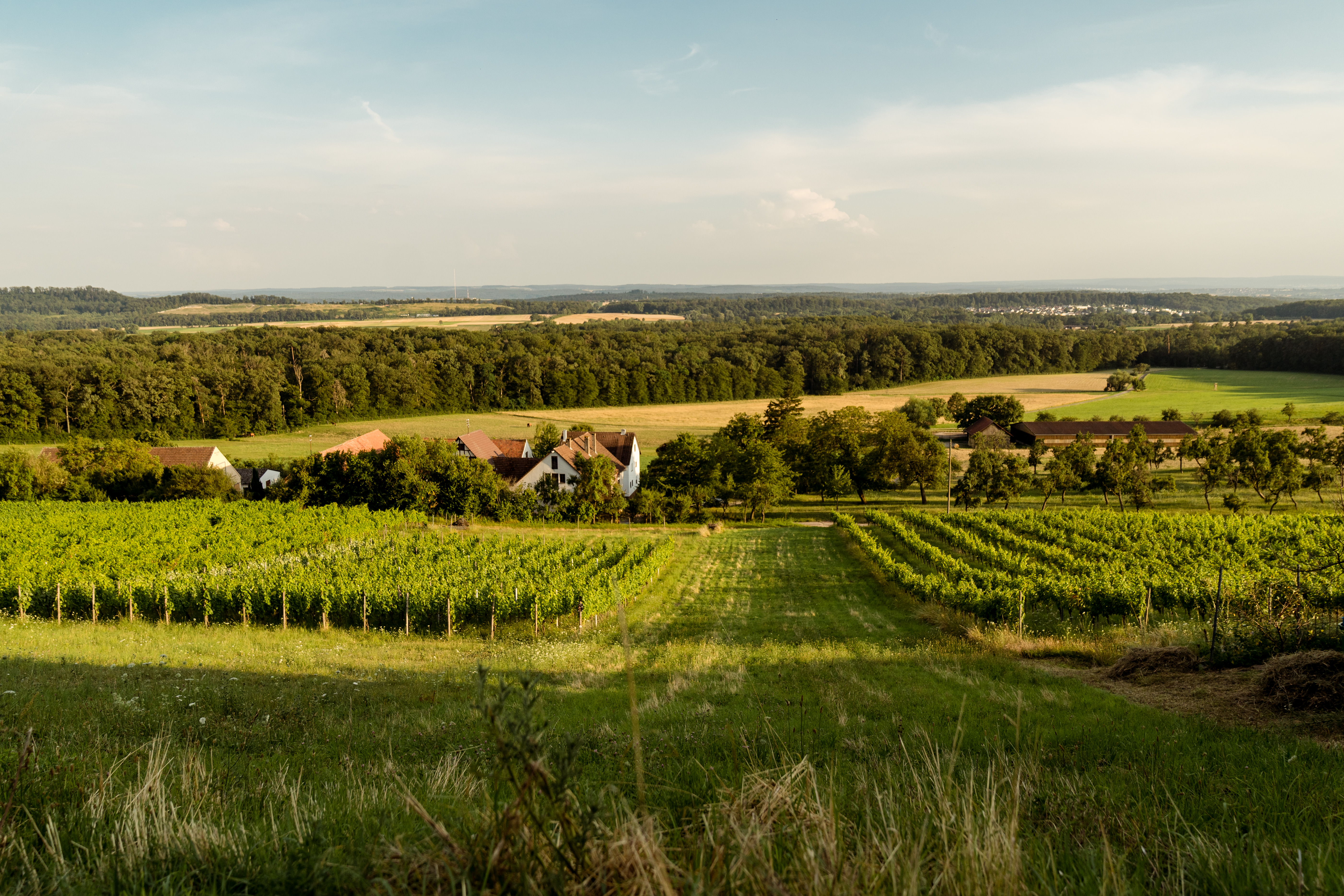 Hochzeit: Heiraten inmitten der Weinberge - Scheuelberghof