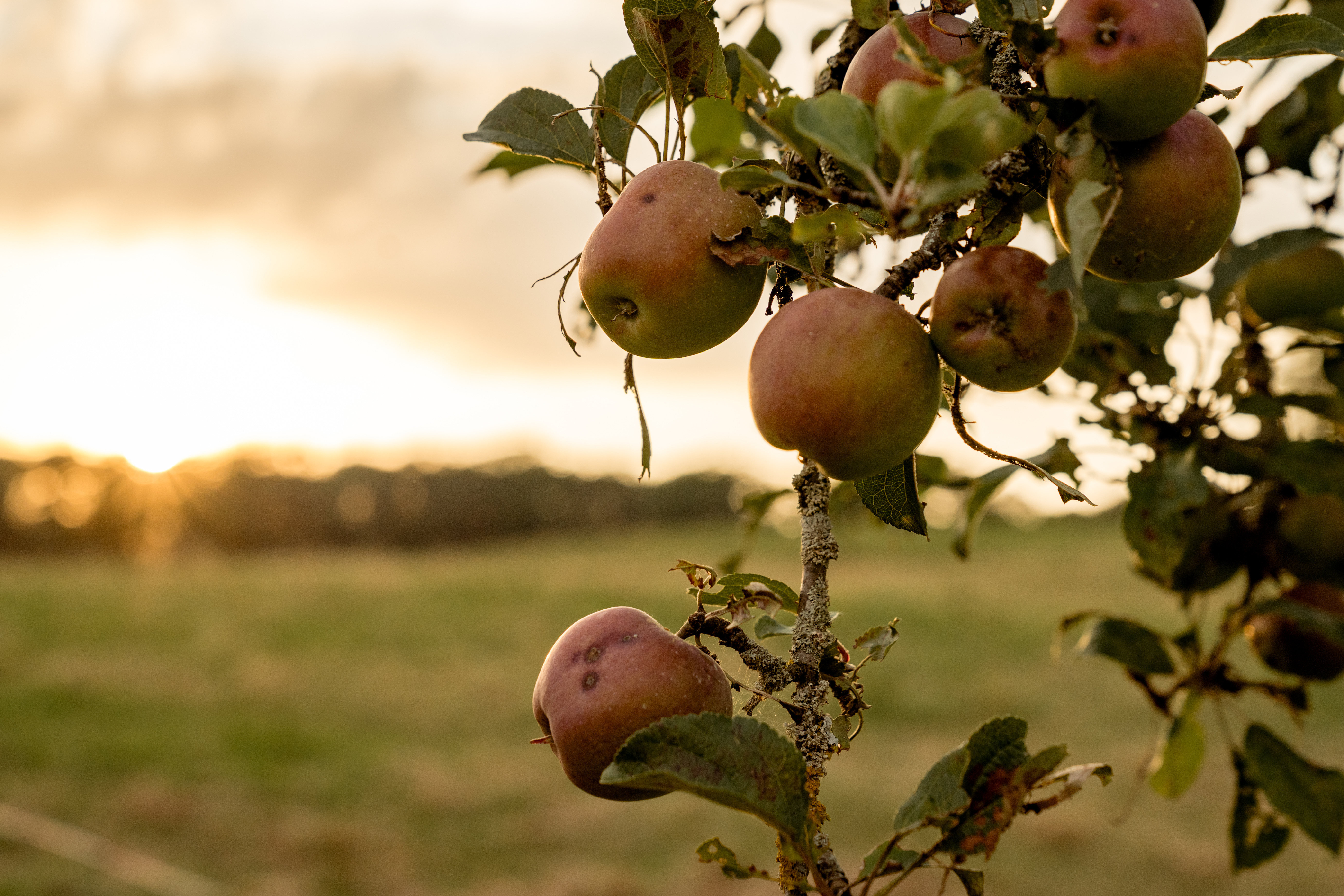 Hochzeit: Scheuelberghof