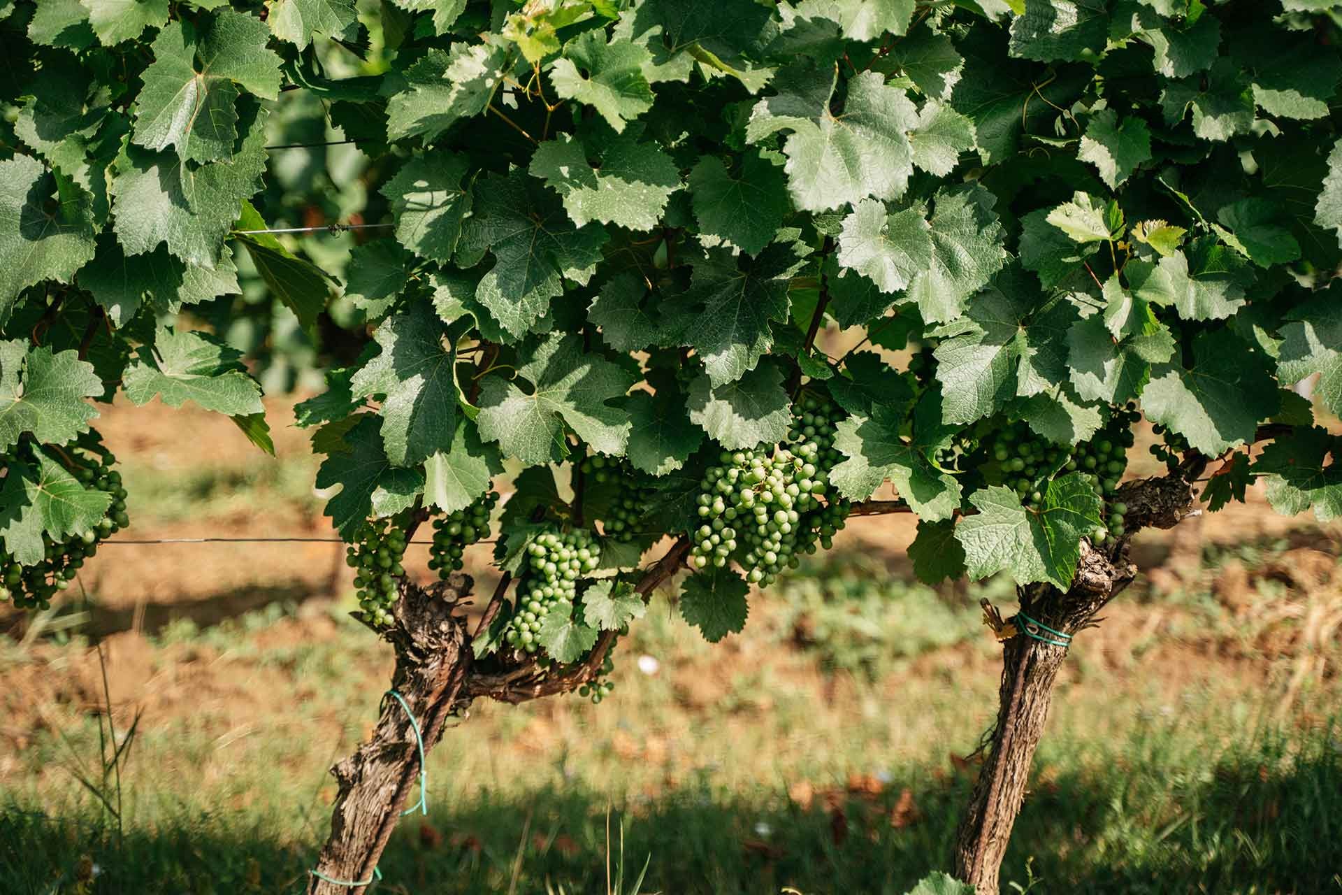 Hochzeit: Schaflerhof - Weingut HANS-IGLER