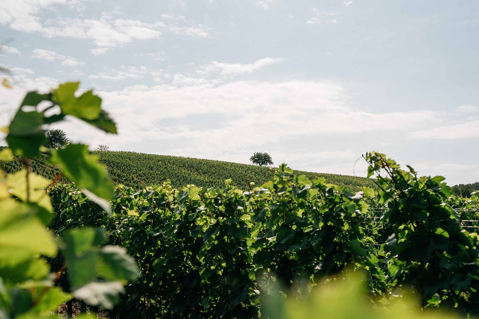 Hochzeit - PLZ 7322 (Österreich) - Schaflerhof - Weingut HANS-IGLER