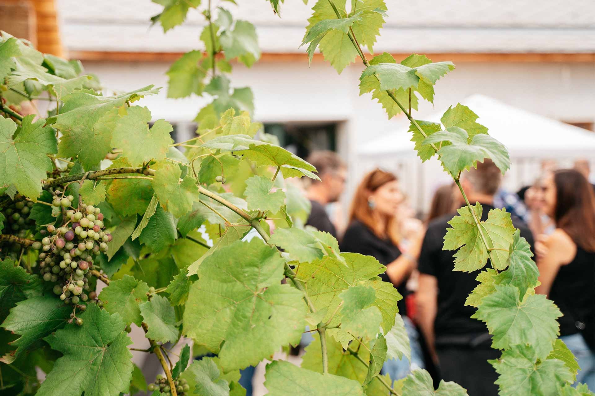 Hochzeit: Schaflerhof - Weingut HANS-IGLER