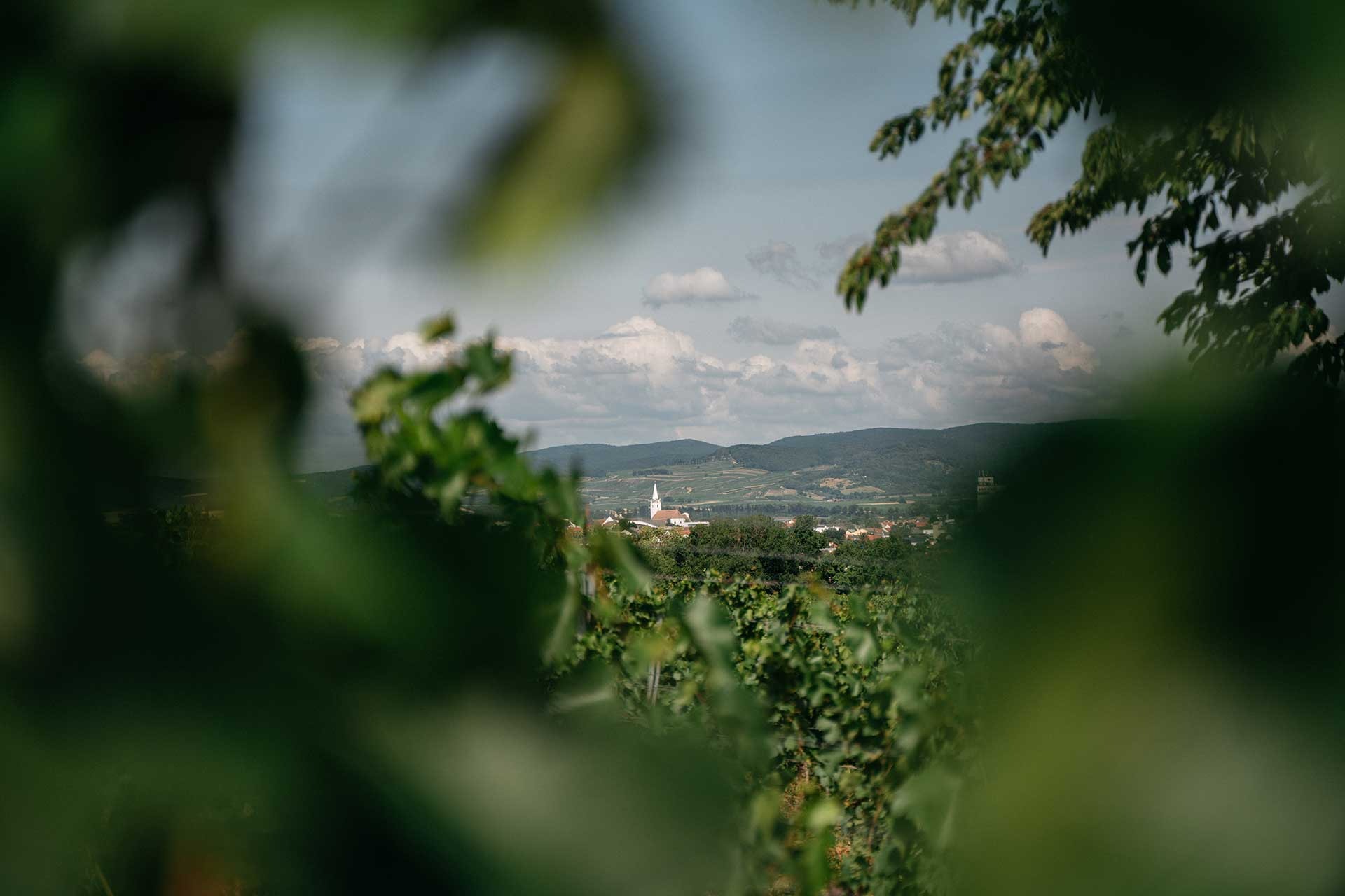 Hochzeit - PLZ 7322 (Österreich) - Schaflerhof - Weingut HANS-IGLER