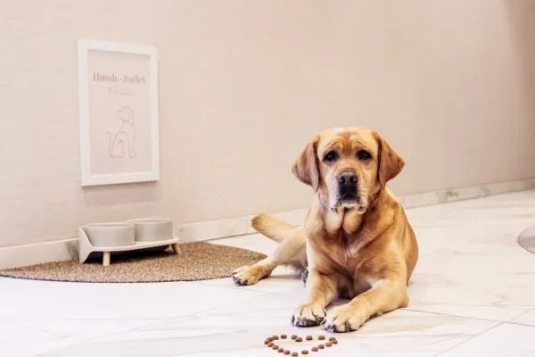 Hochzeit: Hunde sind herzlich willkommen im Heinrichs 161 - Heinrichs 161 Restaurant