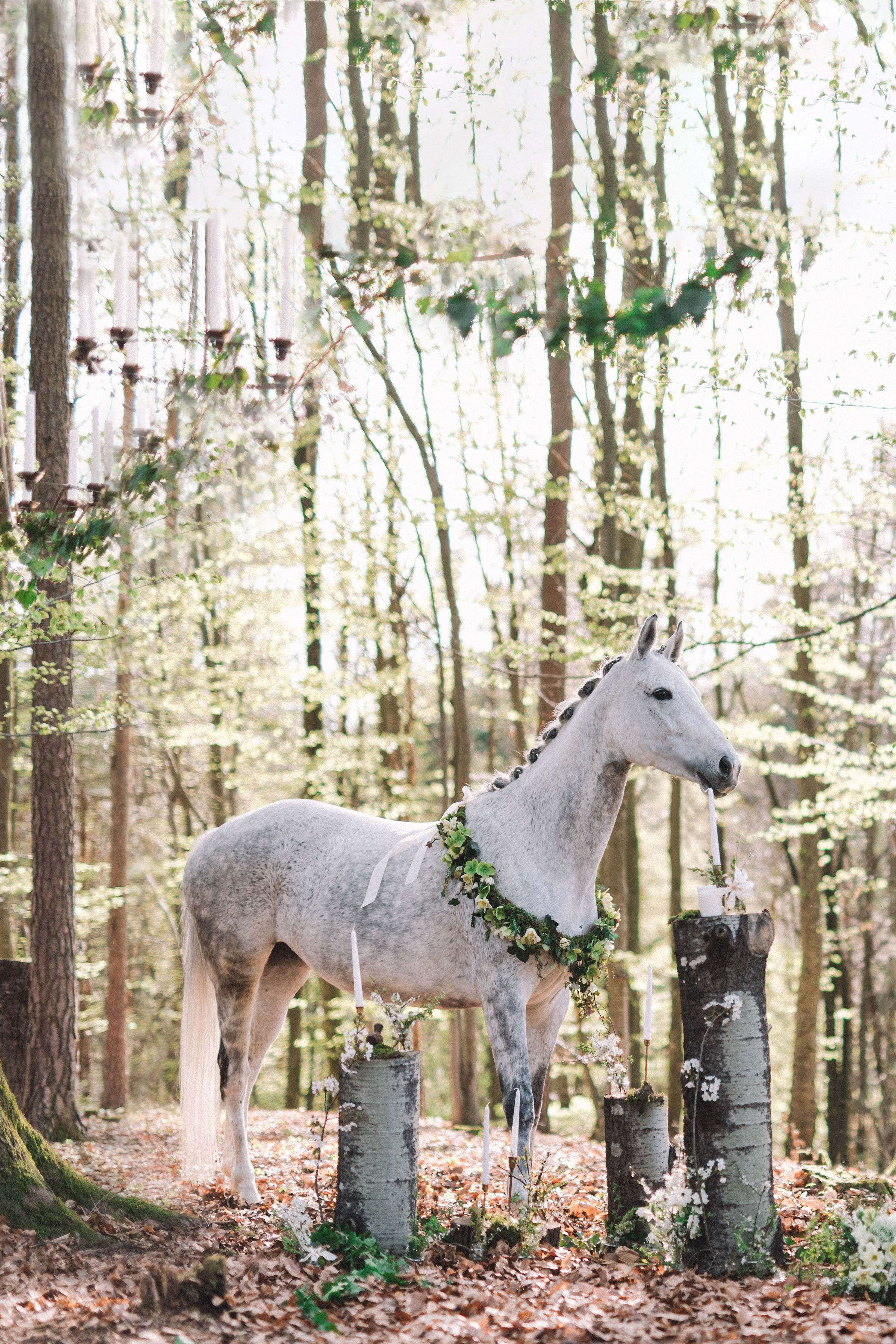 Hochzeit: Waldhochzeit