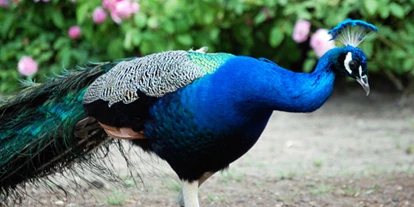 Wedding - PLZ 18119 (Deutschland) - Pfau im Gemüsegarten in Groß Siemen - Gut Gross Siemen