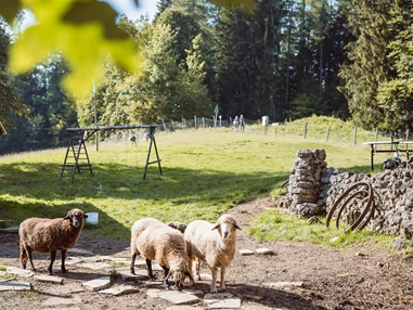 Hochzeit: Die Weide lädt auch zum spielen und Feiern ein - Bergpension Maroldhof