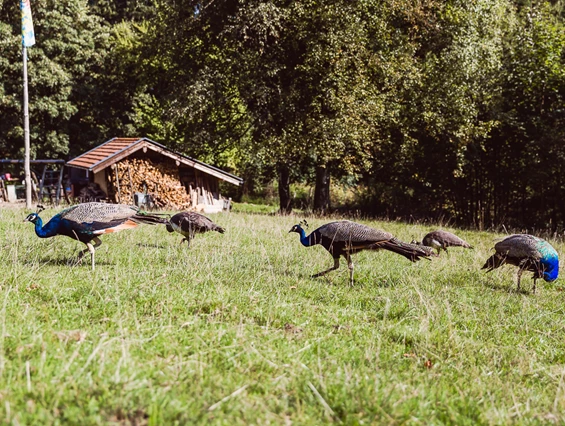 Hochzeit: Und Pfauen wohnen auch noch hier  - Bergpension Maroldhof