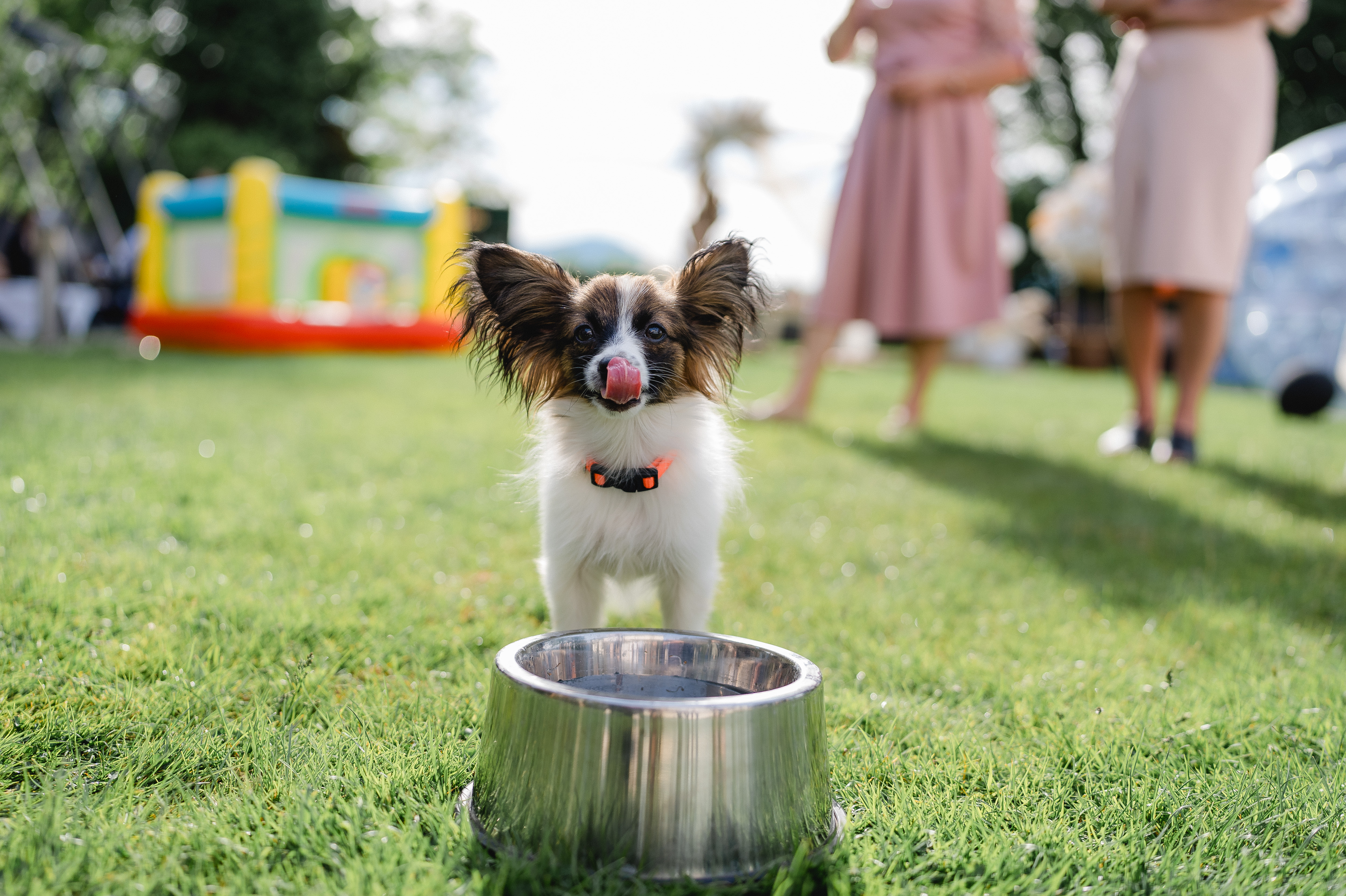Schloss Maria Loretto am Wörthersee Informazioni sulle sale da ballo Accarezzalo pacificamente