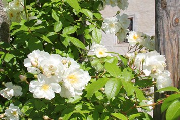 Hochzeit: Im Sommer blühen an den historischen Apfelbäumen duftende weiße Kletterrosen. - Landschloss Parz