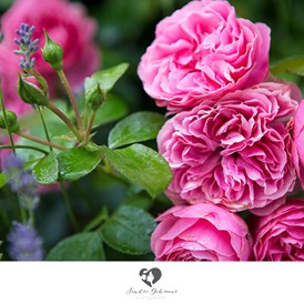 Hochzeit: Historische Rosen im Renaissance-Garten. - Landschloss Parz